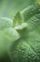 Mint, Apple mint, Mentha rotundifolia.