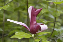 Magnolia, Magnolia soulangeana.