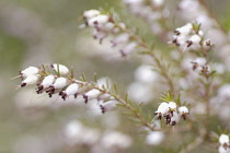 Heather, Winter heath, Spring heath, Bell heather, Erica carnea.