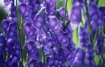 Monkshood, Aconitum.