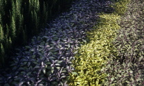 Sage, Purple sage, Salvia officinalis 'Purpurascens'.