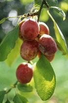 Plum, Prunus domestica 'Victoria'.