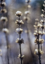 Lambs' ears, Stachys byzantina.