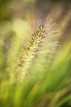 Fountain Grass, Pennisetum alopecuroides.