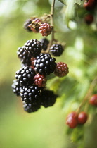 Blackberry, wild, Rubus fruticosus.