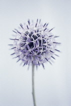 Globe Thistle, Echinops bannaticus.