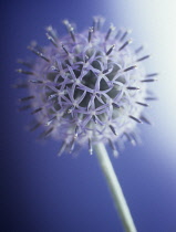 Globe Thistle, Echinops bannaticus.