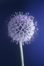 Globe Thistle, Echinops bannaticus.