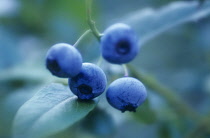 Blueberry, Vaccinium.
