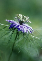 Love-in-a-mist, Nigella damascena.