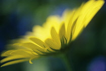 Leopard's Bane, Doronicum.