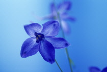 Delphinium, Delphinium 'Blue Bees'.