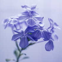 Plumbago, Plumbago auriculata.