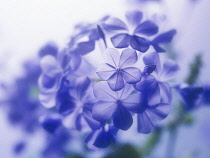 Plumbago, Plumbago auriculata.