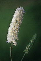 BlackCohosh, Cimifuga racemosa.