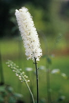 BlackCohosh, Cimifuga racemosa.