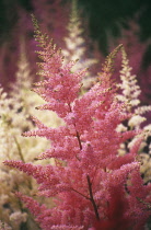 Astible, Astible 'Pink lightning'.