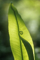 Fern, Hart's tongue fern, Asplenium scolopendrium.