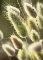 Hare's tail, Lagurus ovatus.