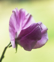 Sweetpea, Lathyrus odoratus.