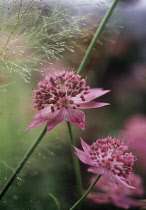 Astrantia, Masterwort, Astrantia major 'Buckland'.