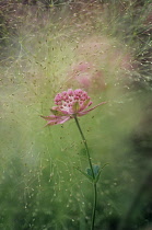 Astrantia, Masterwort, Astrantia major 'Buckland'.