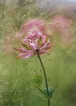 Astrantia, Masterwort, Astrantia major 'Buckland'.