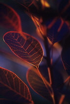 Smokebush, Cotinus coggygria.