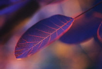 Smokebush, Cotinus coggygria.