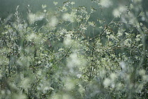 Cow Parsley, Anthriscus sylvestris.