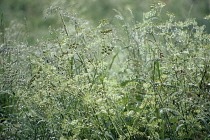 Cow Parsley, Anthriscus sylvestris.