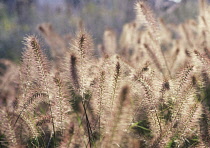 Fountain grass, Pennisetum alopecuroides.