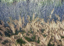 Fountain grass, Pennisetum alopecuroides.