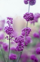 Beautyberry, Callicarpa.