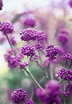 Beautyberry, Callicarpa.