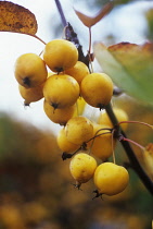 Crabapple, Malus x zumi 'Golden Hornet'.