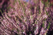 Heather, Calluna.