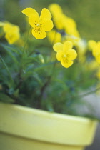 Heartsease, Viola tricolor.