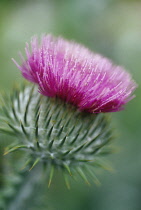 Thistle, Spear thistle, Scotch thistle, Bull thistle, Cirsium vulgare.