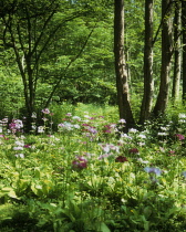 Primrose, Candelabra primrose, Primula, Primula candelabra.