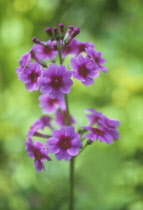 Primrose, Candelabra primrose, Primula, Primula candelabra.