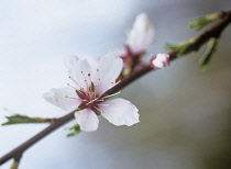 Almond, Prunus dulcis.