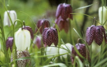 Fritillary, Snake's head fritillary, Fritillaria meleagris.