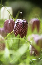 Fritillary, Snake's head fritillary, Fritillaria meleagris.