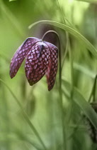 Fritillary, Snake's head fritillary, Fritillaria meleagris.