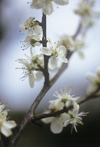 Cherry Plum, Prunus cerasifera.