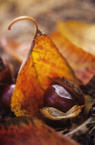 Horse Chestnut, Conker, Aesculus hippocastanum.