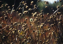 Scabious, Scabiosa ochroleuca.