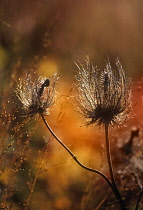 Sea Holly, Eryngium alpinum.