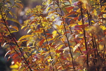 Spiraea, Spiraea japonica 'Gold Flame'.